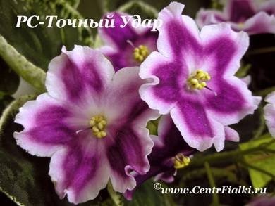 ТочныйУдар2