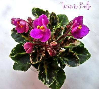 TorontoBelle5