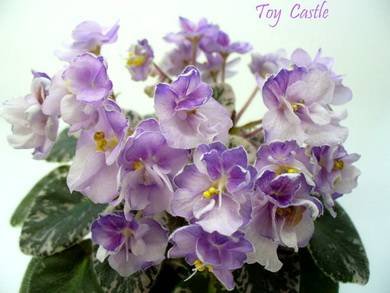 ToyCastle3