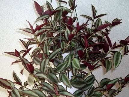 Tradescantia1