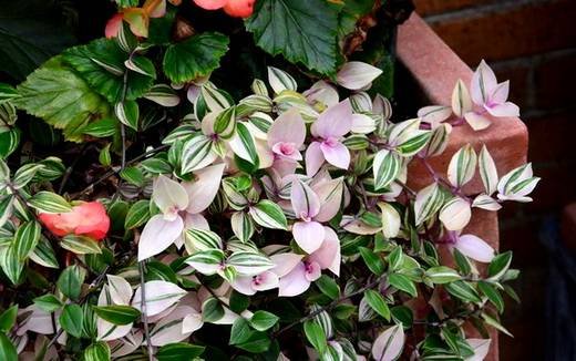 Tradescantia11