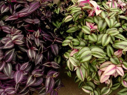 Tradescantia12