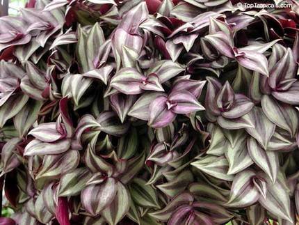 Tradescantia2