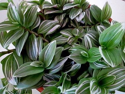 Tradescantia3