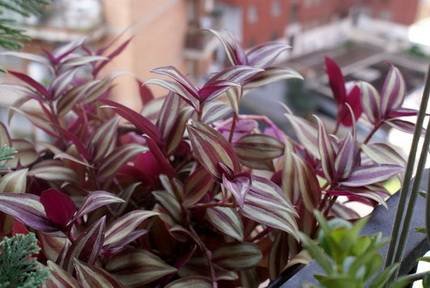Tradescantia4