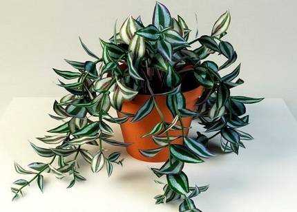 Tradescantia6
