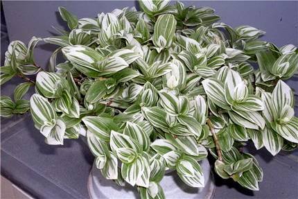 Tradescantia7