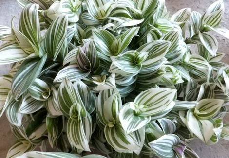 Tradescantia9