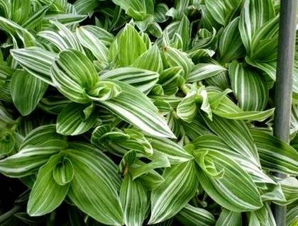 TradescantiaAlbovittata
