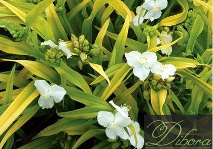 TradescantiaAngelicCharm