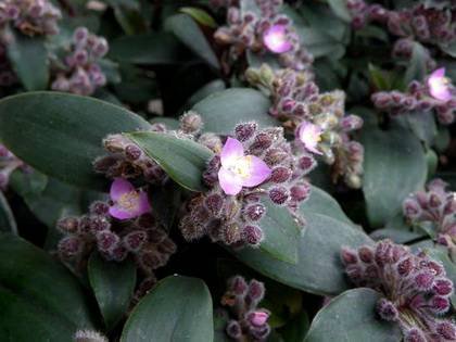 TradescantiaBlossfeldiana