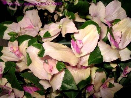 TradescantiaBlushingBride