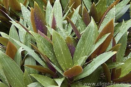 TradescantiaCompacta