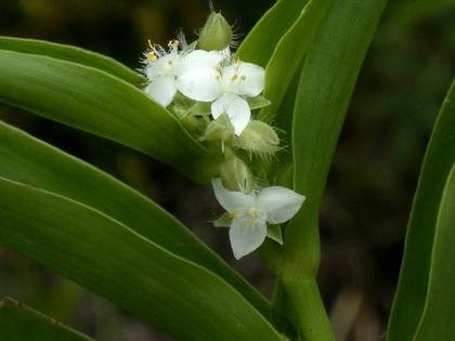 TradescantiaCrassula