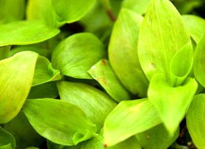 TradescantiaGoldWing