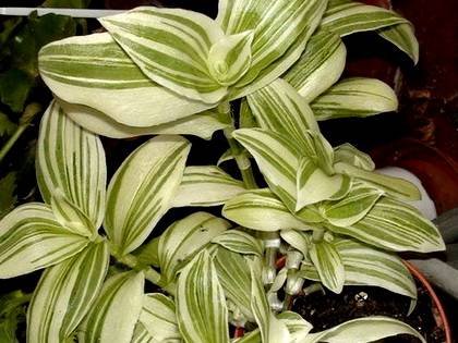 TradescantiaIvoryHill
