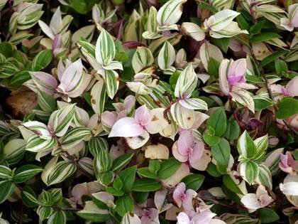 TradescantiaLaekenensis
