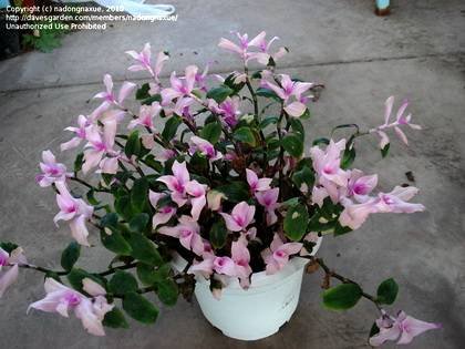 TradescantiaMaidensBlush