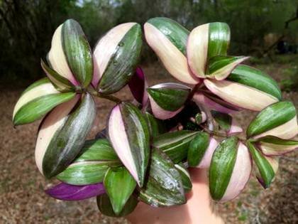 TradescantiaMulticolor