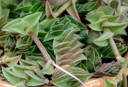 TradescantiaNavicularis