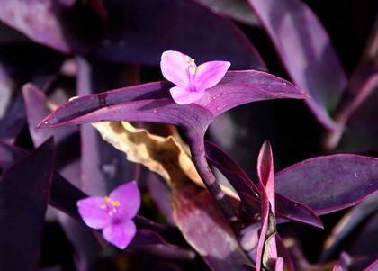 TradescantiaPallida