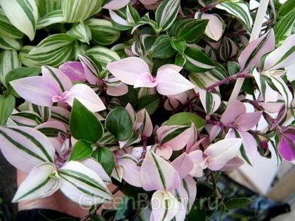 TradescantiaQuadricolor