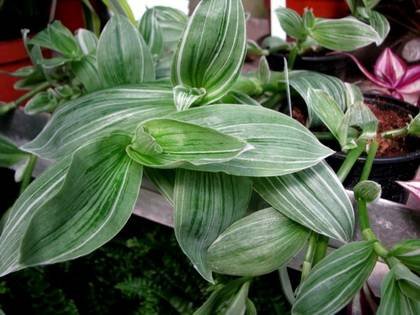TradescantiaQuicksilver
