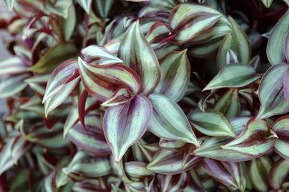 TradescantiaRedSilver