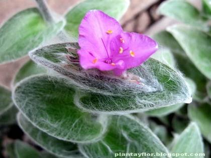 TradescantiaSillamontana