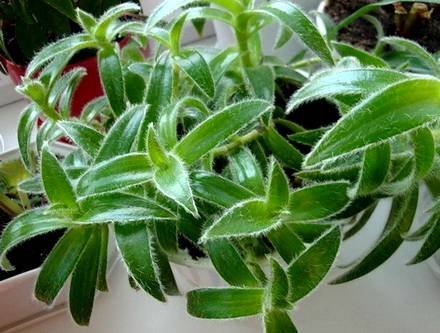 TradescantiaSomaliensis