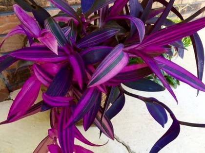 TradescantiaStripePink