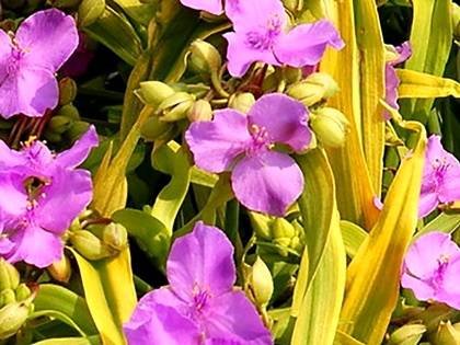 TradescantiaSunshineCharm
