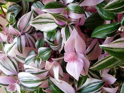 TradescantiaTricolor