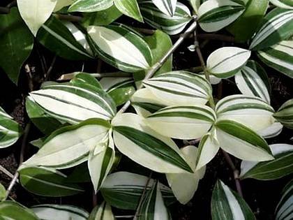 TradescantiaVariegata