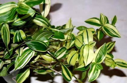 TradescantiaYellowHill