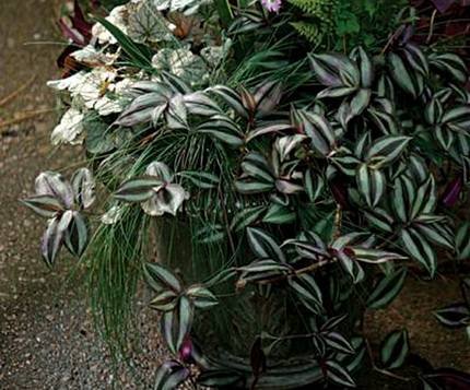 TradescantiaZebrina1