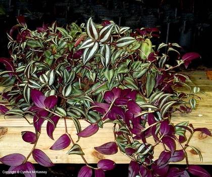 TradescantiaZebrina2