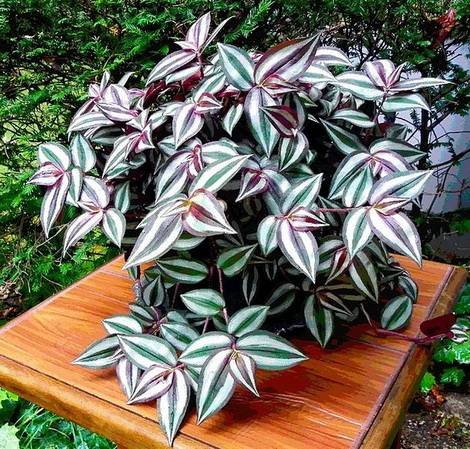 TradescantiaZebrina4