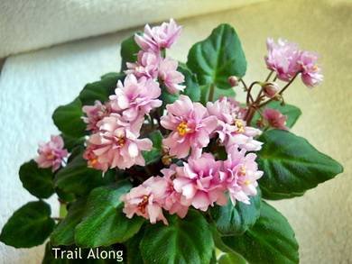 TrailAlong2