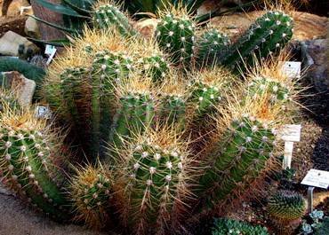 Trichocereus31
