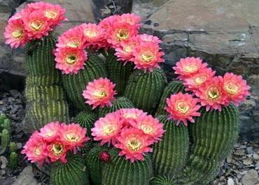 Trichocereus32