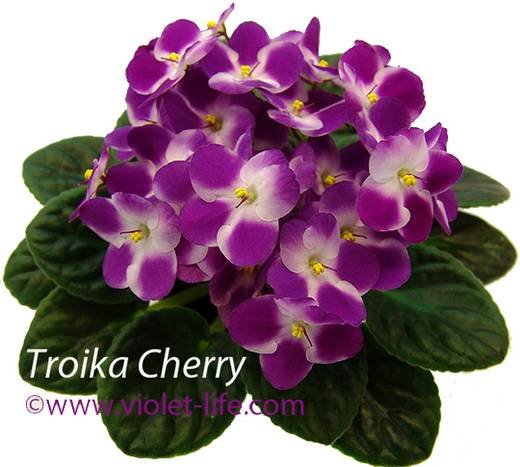 TroikaCherry5