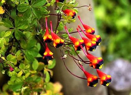 Tropaeolum tricolorum