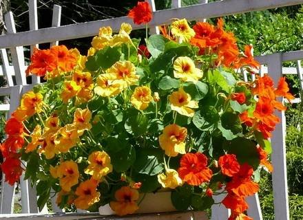 Tropaeolum1