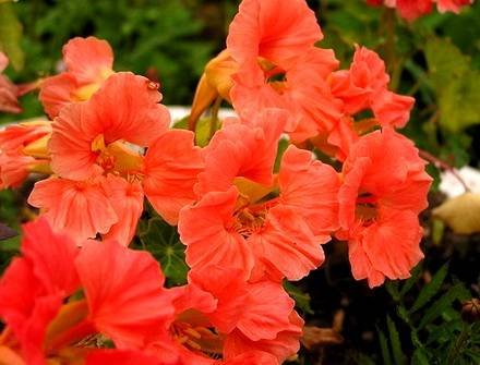 Tropaeolum2
