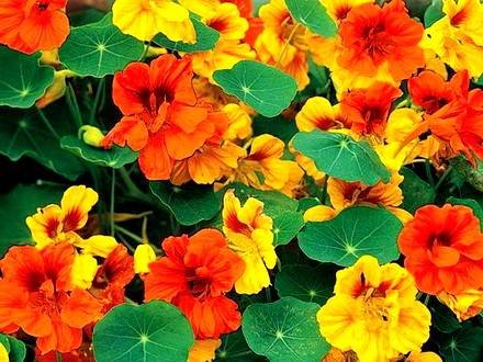 Tropaeolum33