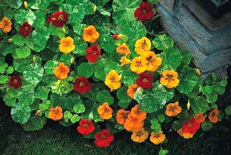 Tropaeolum4