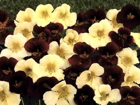 Tropaeolum5