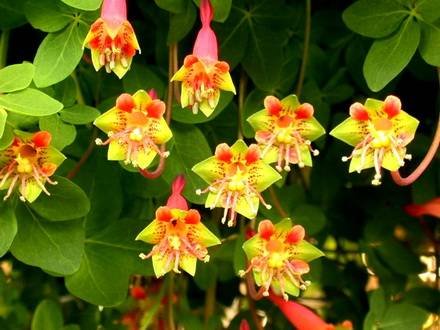 TropaeolumPentaphyllum1