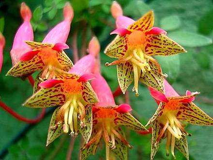 TropaeolumPentaphyllum2